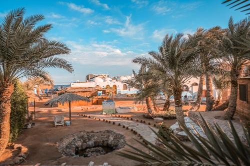 Dahab Other | Dolphin Camp