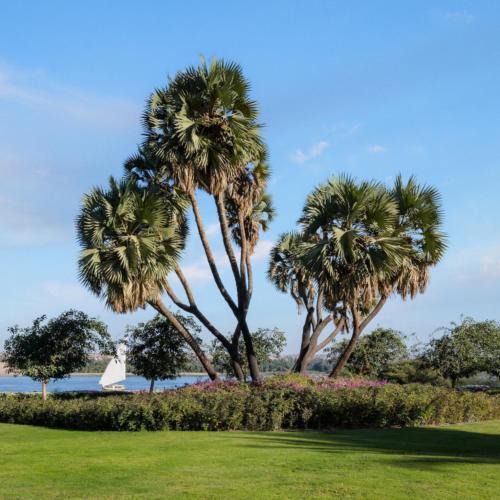 Aswan Resort | MGM Wellness Clinic