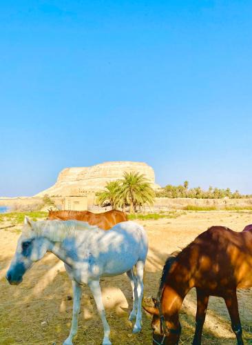 Siwa Hotel | Soléi Royale
