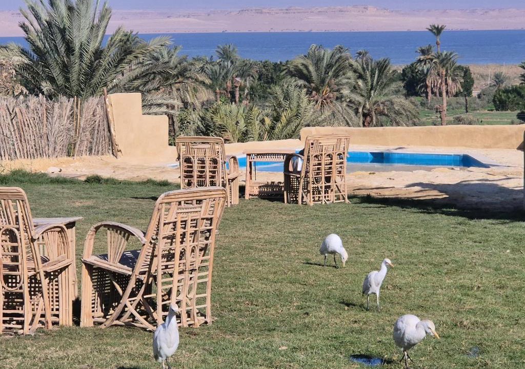 Tunis Village Bed & Breakfast | Tunis Camp Fayoum