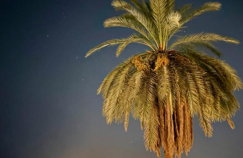 Luxor Hotel | Al-Sultan Hotel
