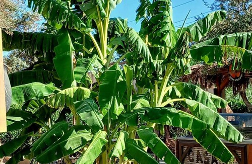 Yusuf as-Sidiq House | Casa Byuom jungle
