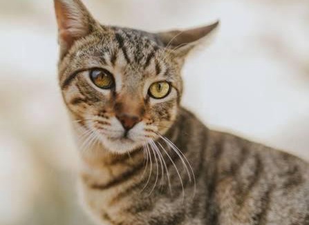 Bani Mazar Apartment | moaz