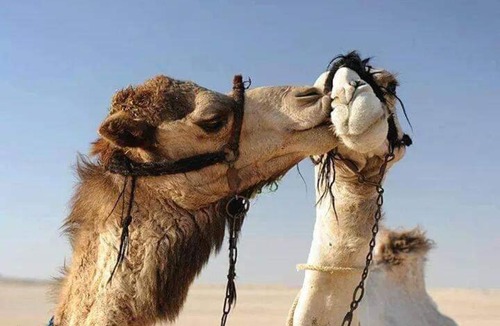Bawati Other | Western desert safari