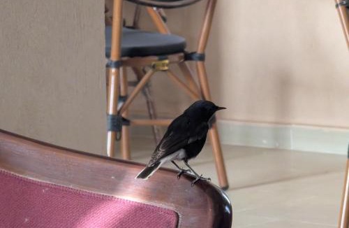 Siwa Hotel | Wonder Bird Hotel