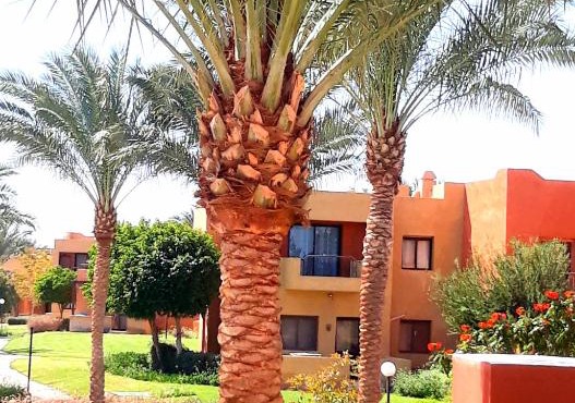 Апартаменты в Хургаде, Stella Makadi in Hurghada