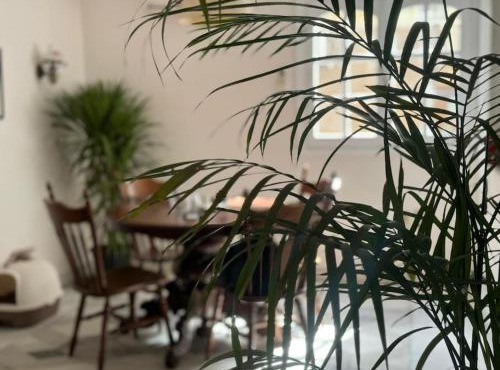 Bird's Nest, Zamalek