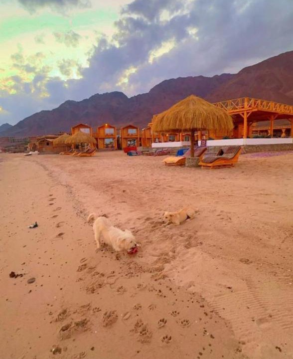 Nuweiba Cabin | Bedouin house camp