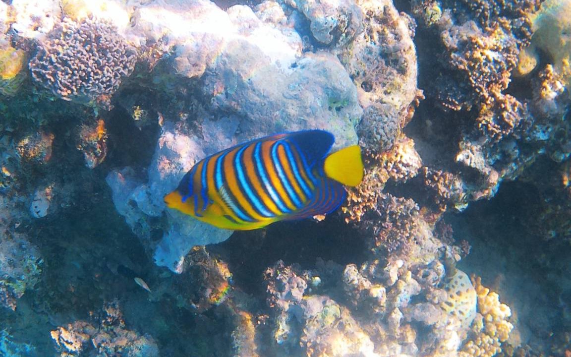 Photo of Others in Makadi Bay