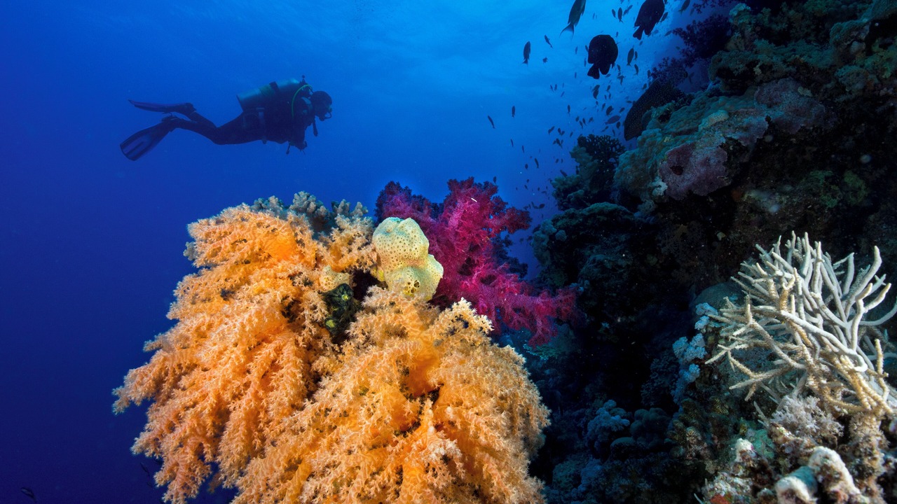Photo of Others in El Gouna