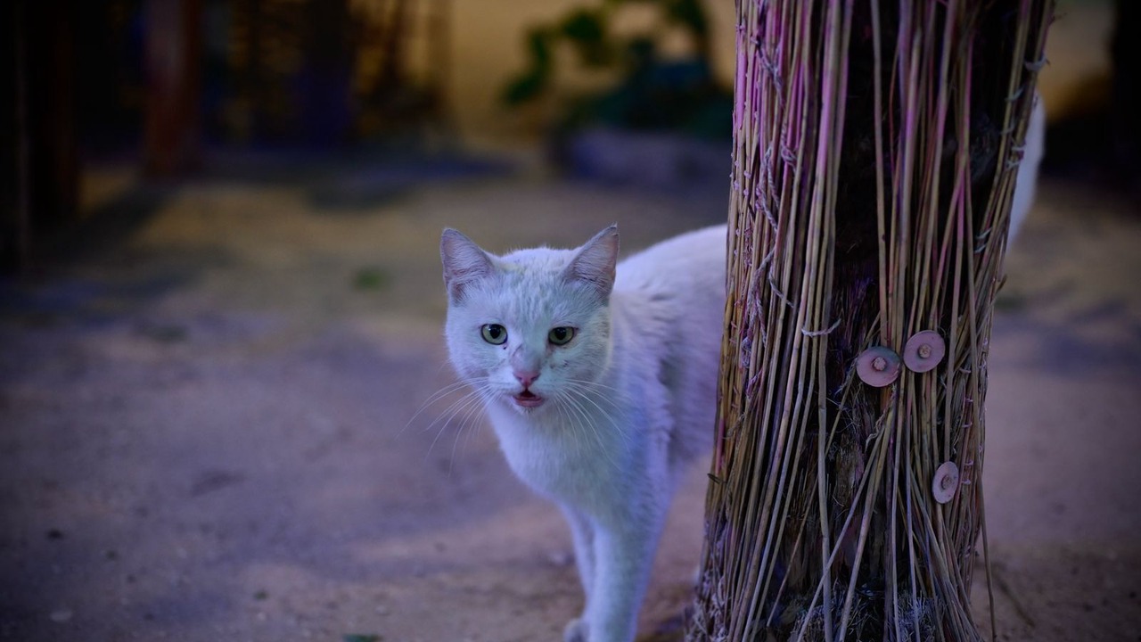 Photo of Others in Luxor