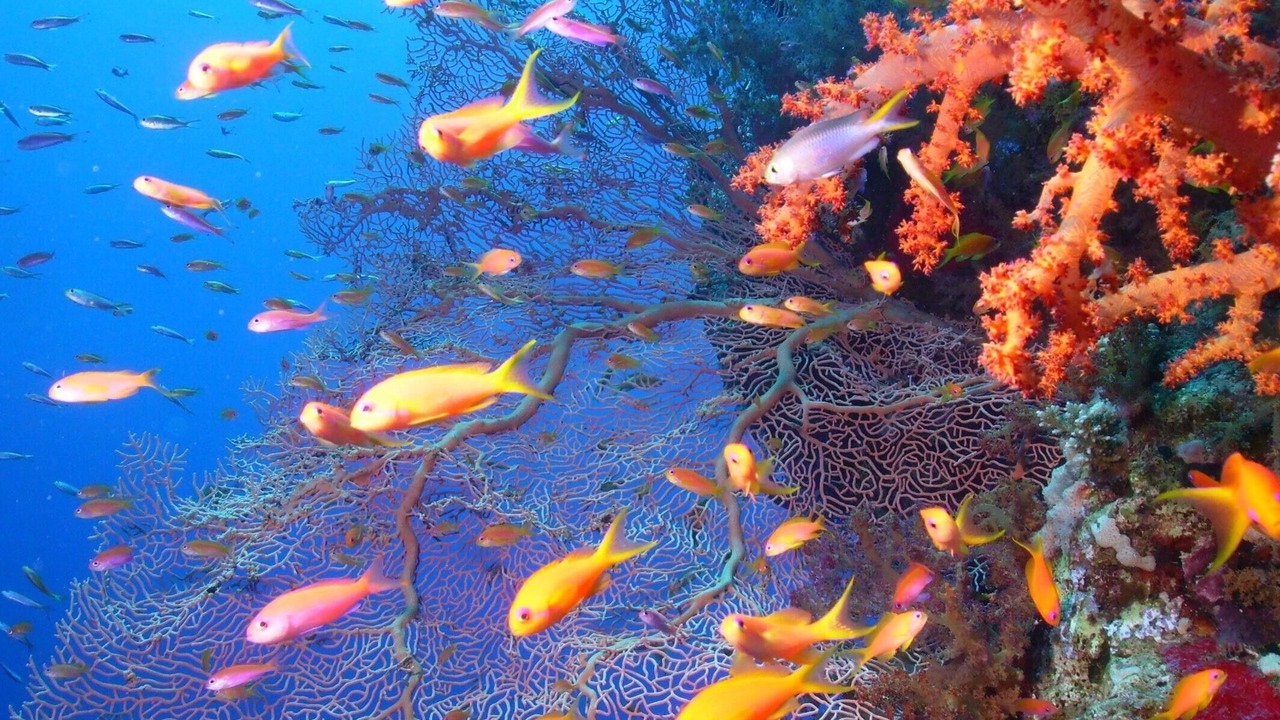 Photo of Outdoor in El Gouna