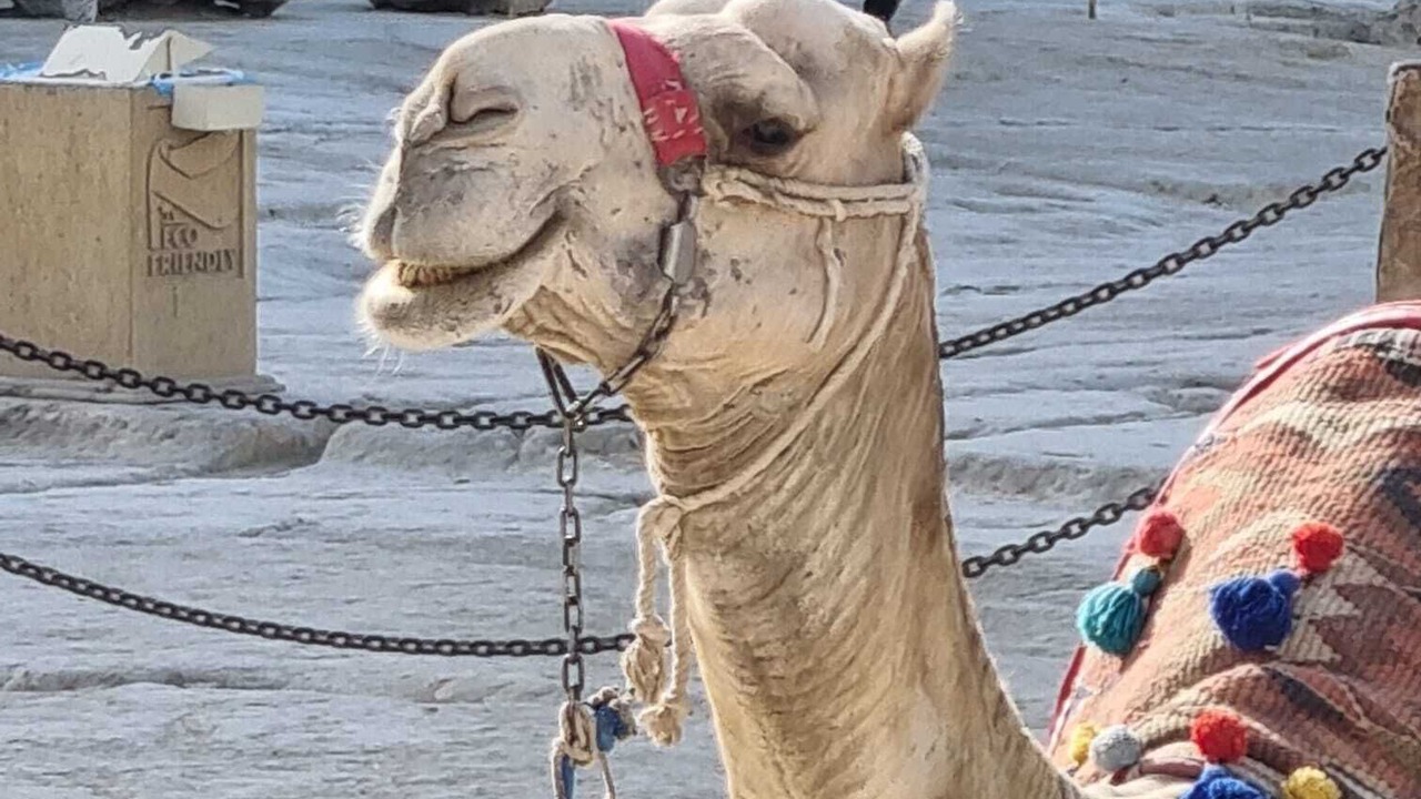 Photo of Outdoor in Al Haram