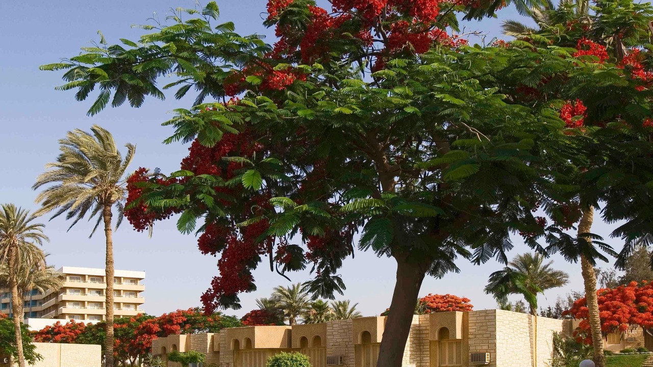 Photo of Bedroom in Ismailia
