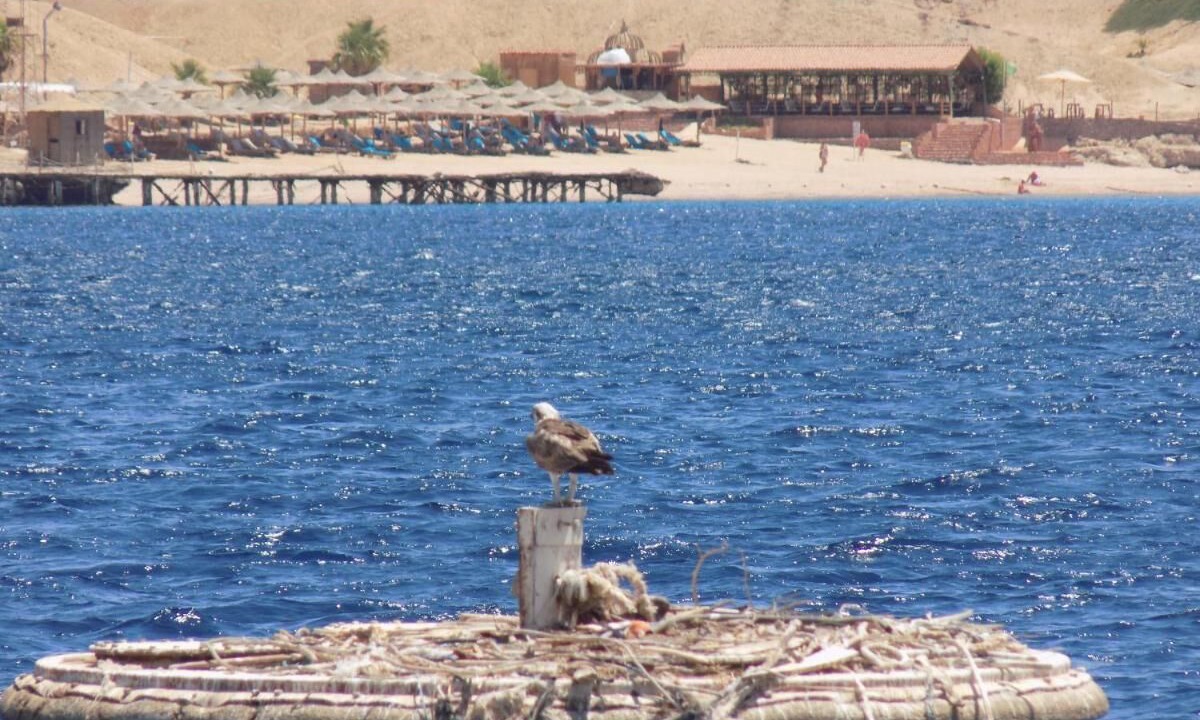 Photo of Others in Sharm El Sheikh