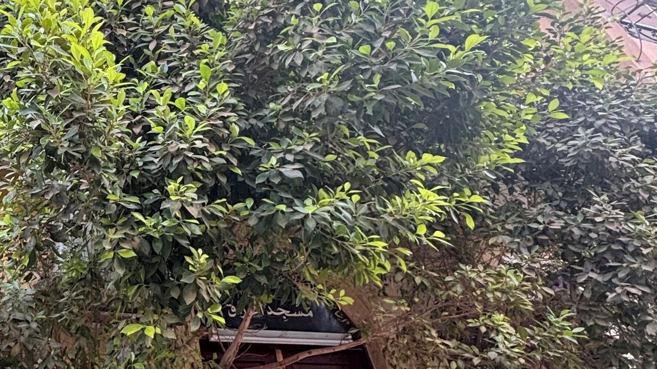Photo of Outdoor in Al Haram