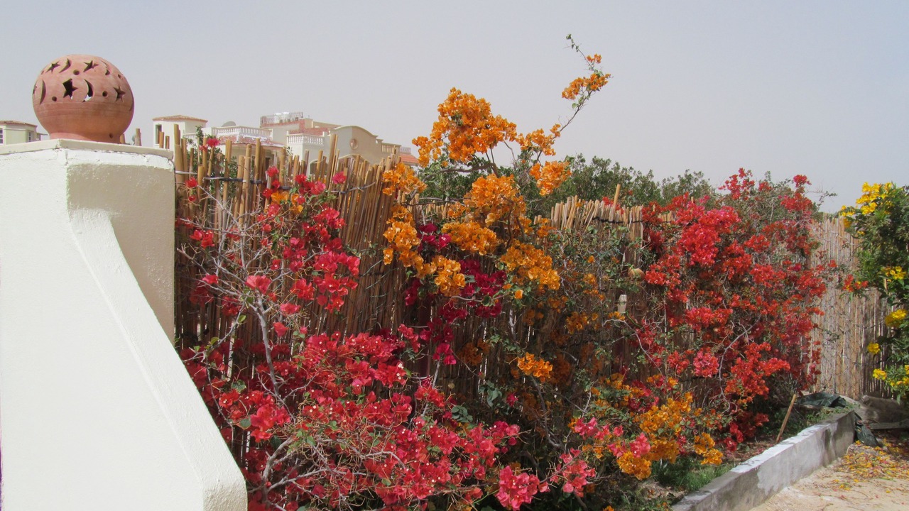 Photo of Outdoor in Al Ahyaa