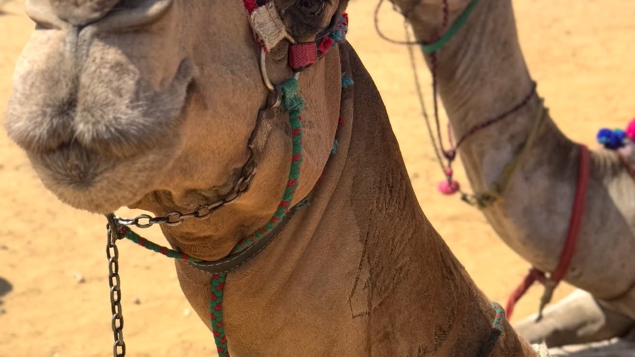 Photo of Others in Luxor