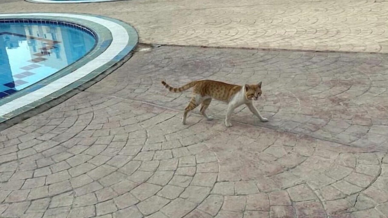 Photo of Outdoor in 6th of October City
