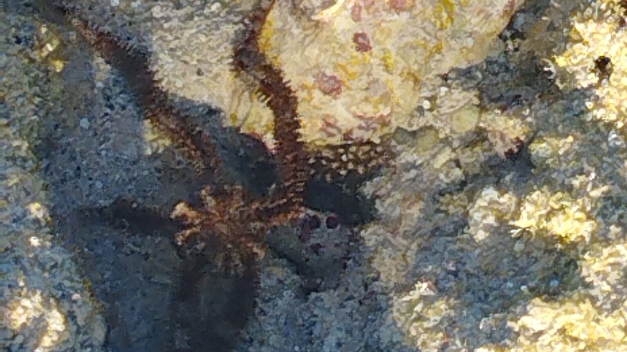 Photo of Others in Port Ghalib