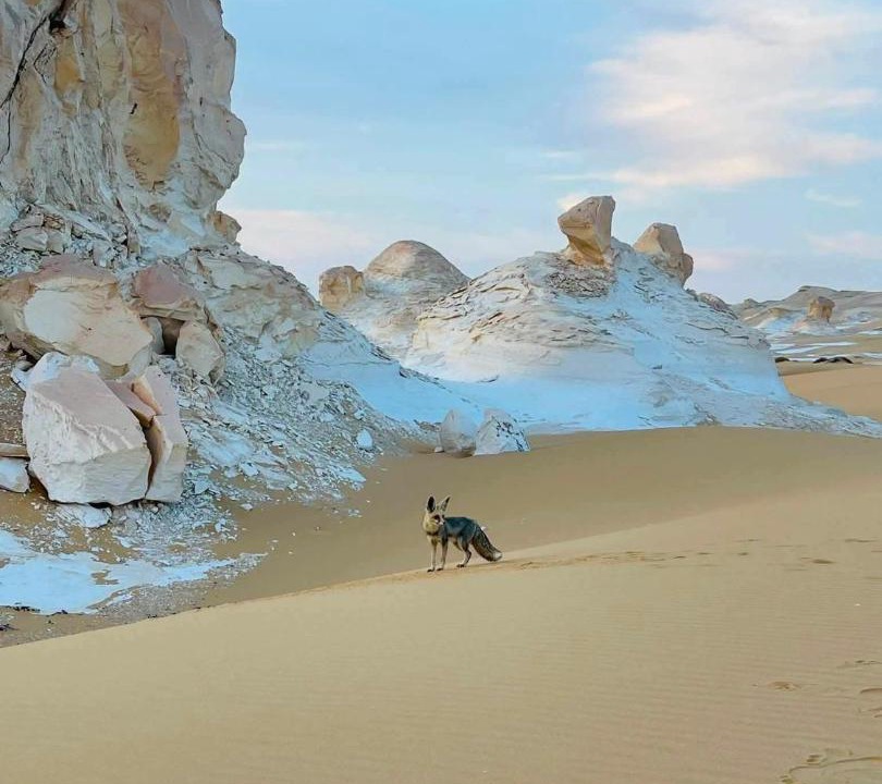 Photo of Human In Picture in Sidi Abd El-Rahman