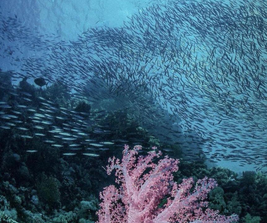 Photo of Others in Soma Bay
