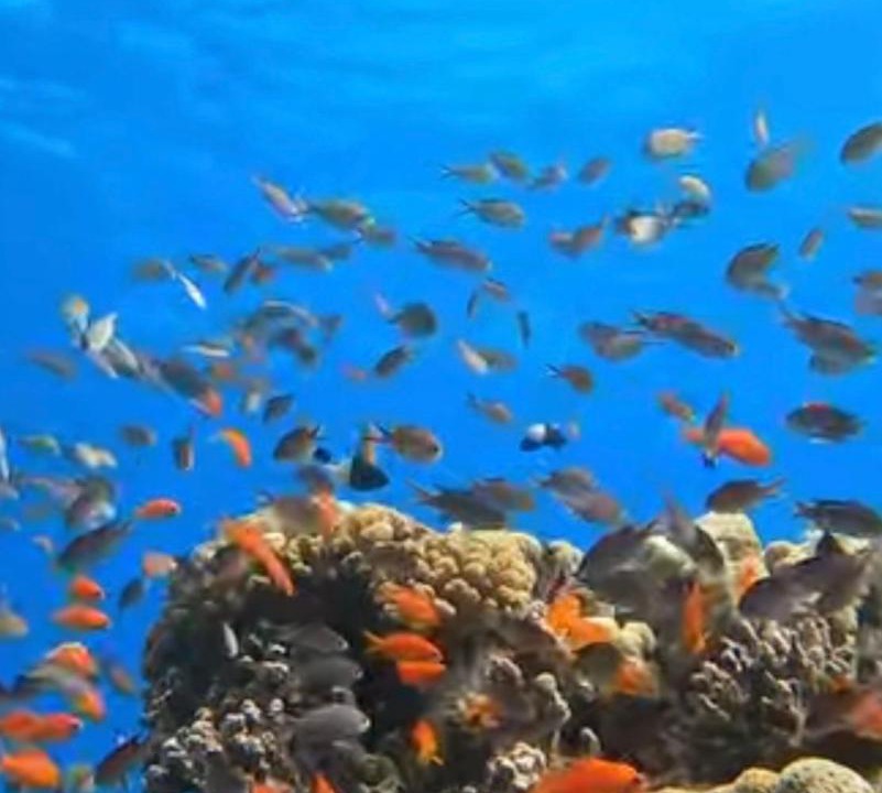 Photo of Others in Soma Bay