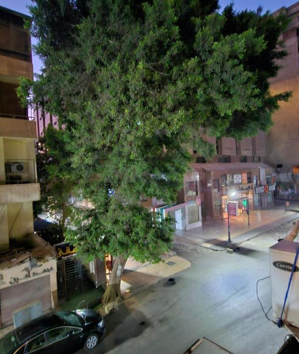 Photo of Others in Zamalek