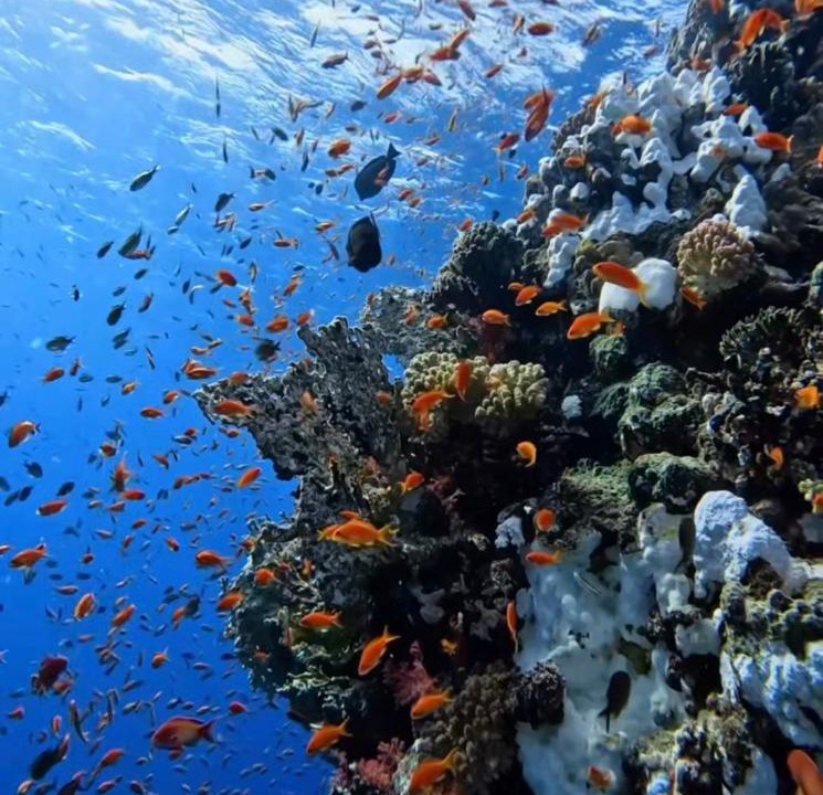 Photo of Others in Soma Bay