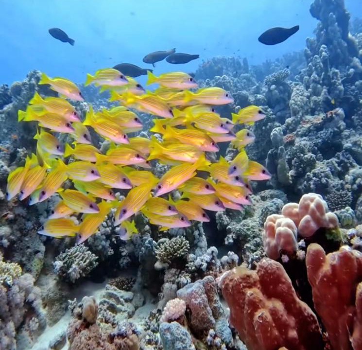 Photo of Others in Soma Bay