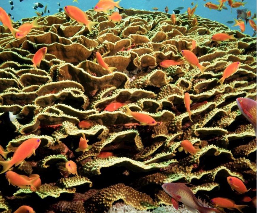 Photo of Others in Soma Bay