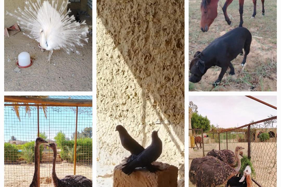 Photo of Others in Siwa