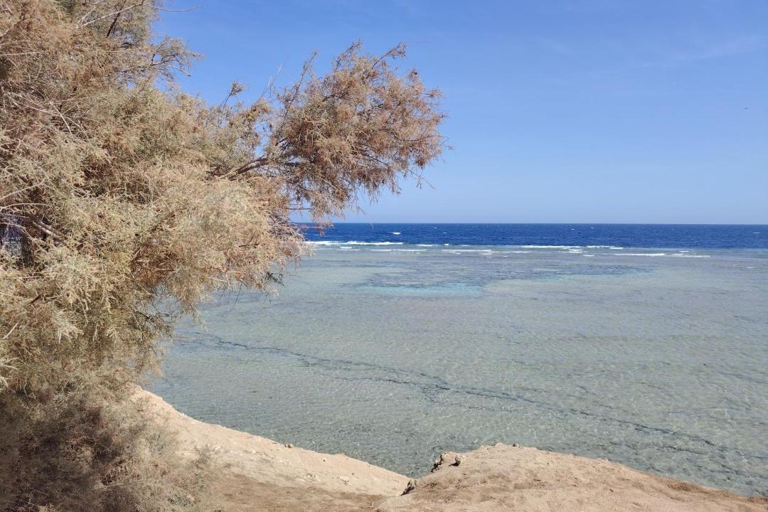 Photo of Others in Soma Bay