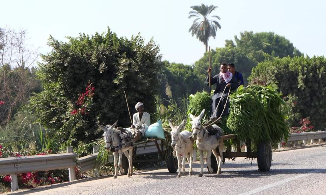 Photo of Others in Luxor