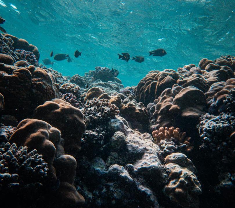 Photo of Others in Soma Bay