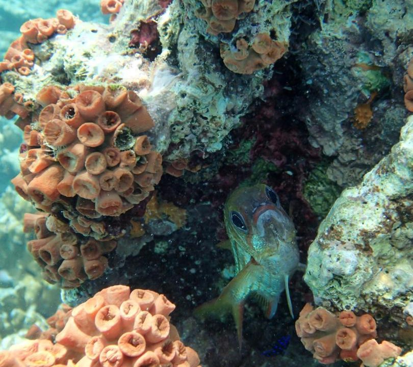 Photo of Others in Soma Bay
