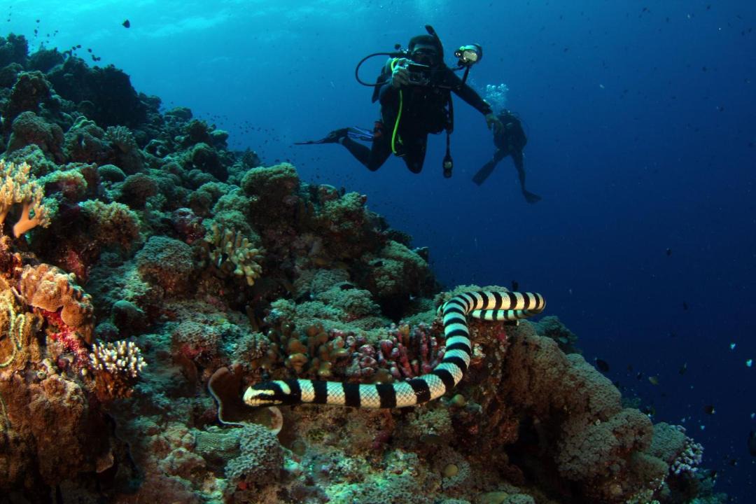 Photo of Others in Soma Bay