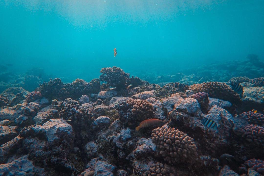 Photo of Others in Soma Bay