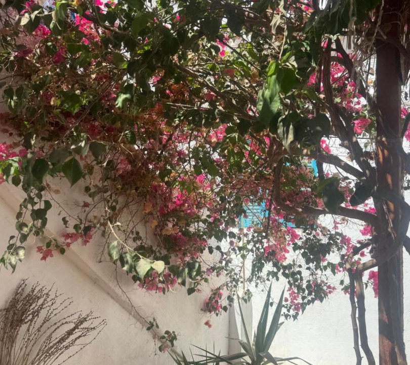 Photo of Others in Dahab