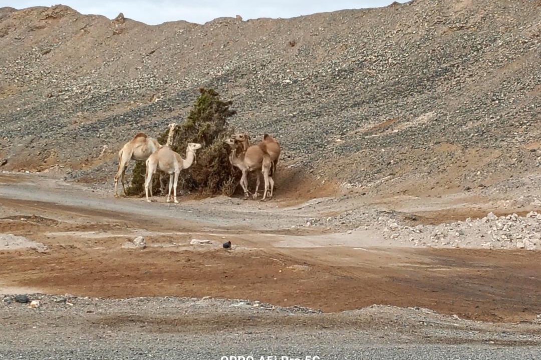 Photo of Others in Marsa Alam
