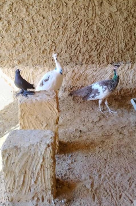Photo of Others in Siwa