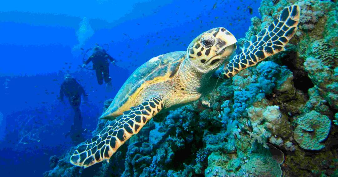 Photo of Others in Dahab