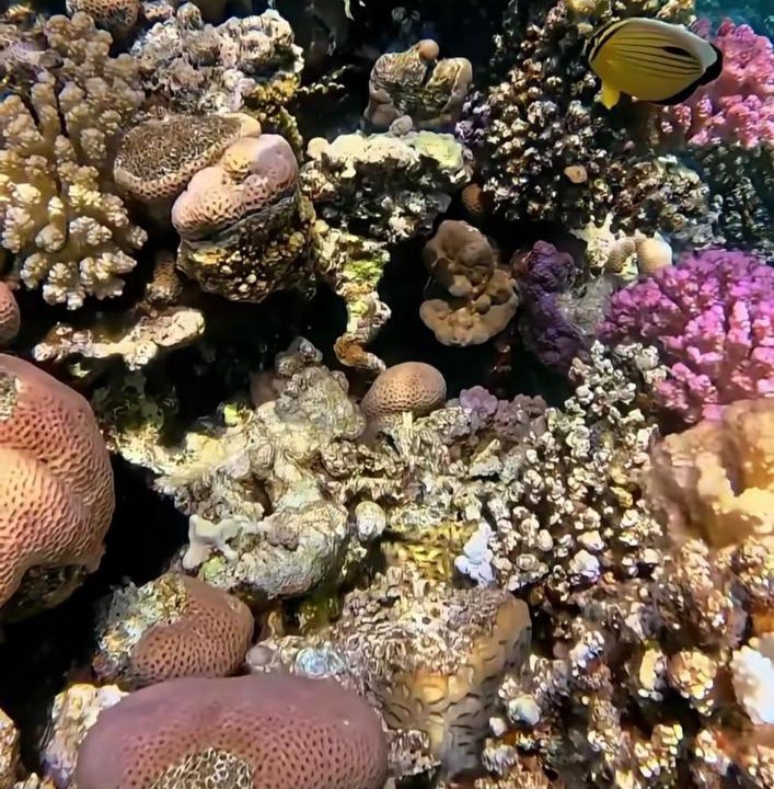 Photo of Others in Shurtah al-Dakhlah
