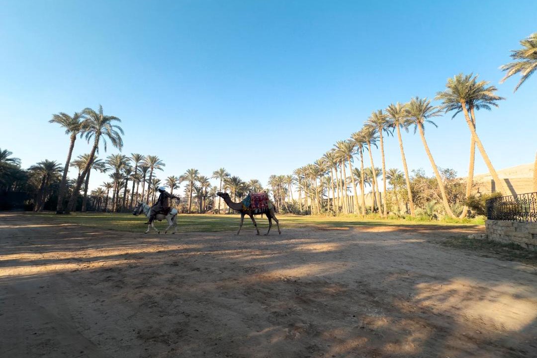 Photo of Others in Saqqara
