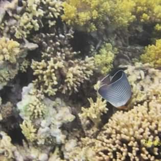 Photo of Others in Zafarana