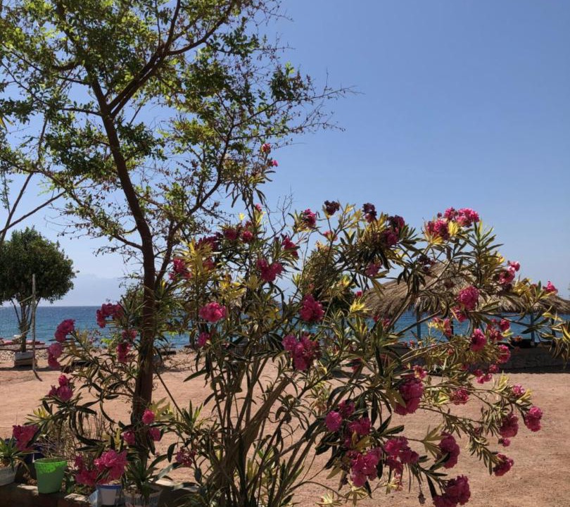 Photo of Others in Nuweiba