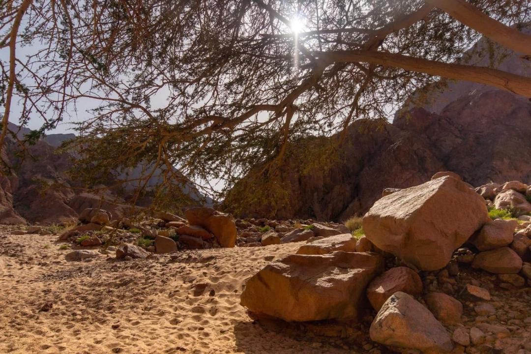 Photo of Others in Nuweiba