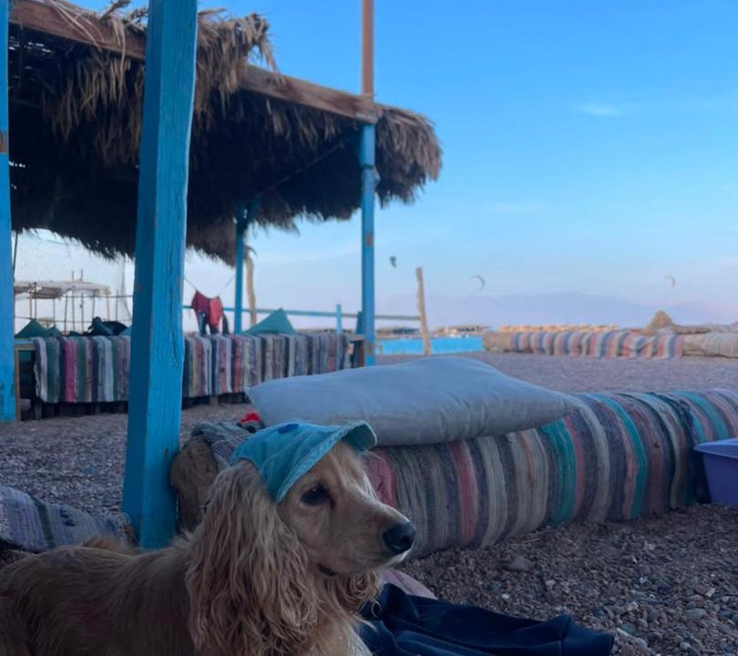 Photo of Others in Dahab