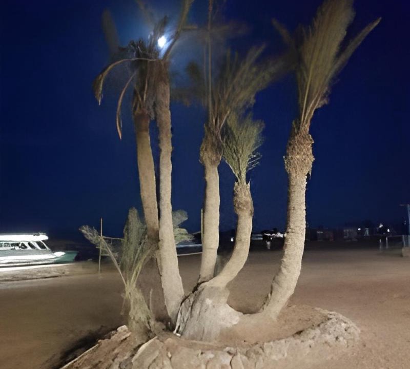 Photo of Others in Nuweiba
