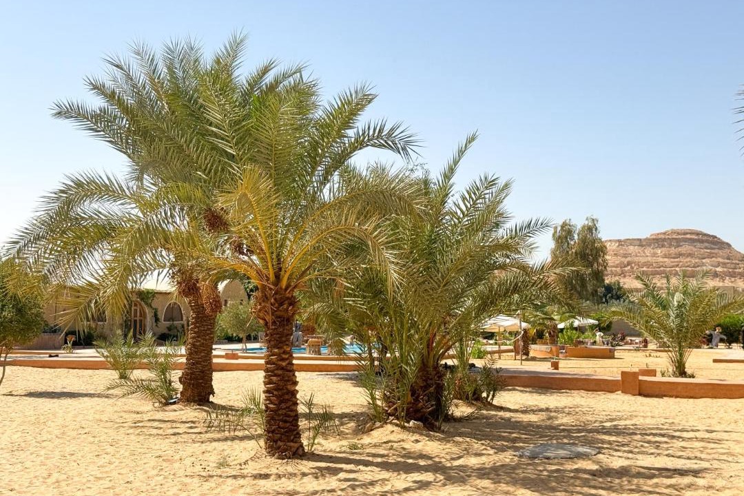 Photo of Others in Siwa